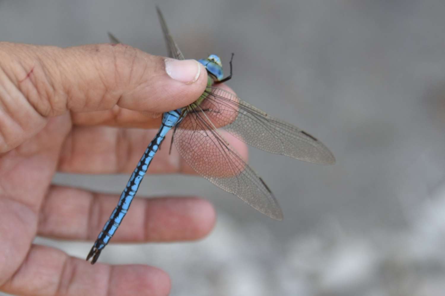 Anax imperator