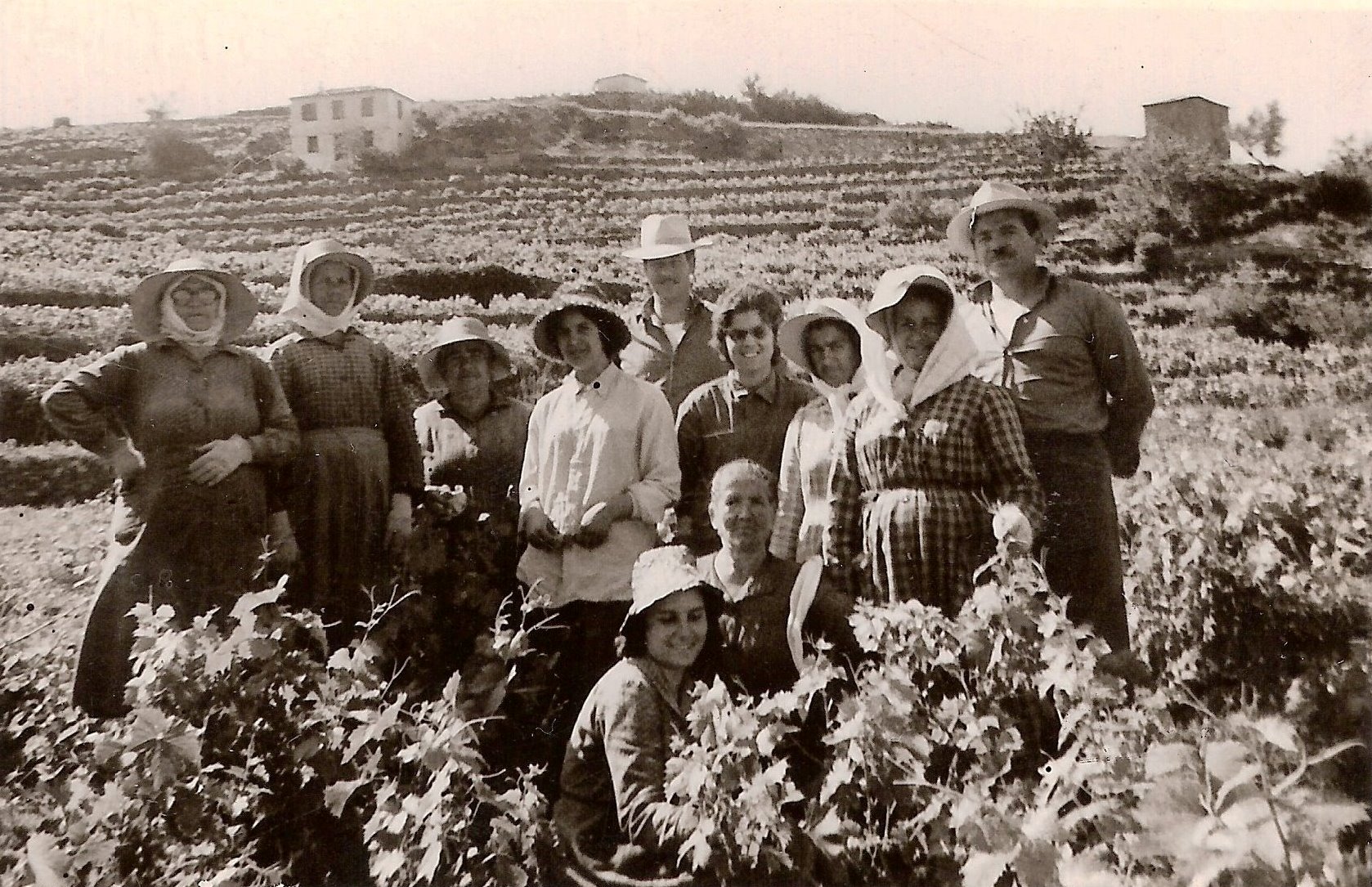 ΣΑΜΙΩΤΙΚΟΣ ΤΡΥΓΟΣ ΦΩΤΟ 1950