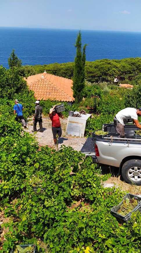 ΤΡΥΓΟΣ ΣΤΗ ΣΑΜΟ ΣΗΜΕΡΑ 2