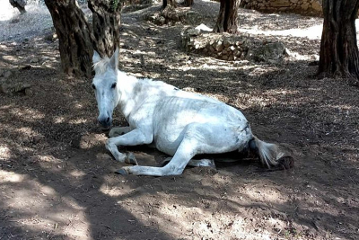 Σε τραγική κατάσταση άλογο στους Αγίους Αναργύρους στη περιοχή Ασωμάτου Λέσβου (pics)