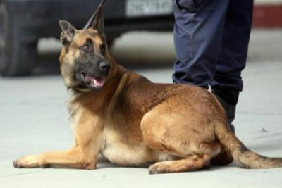 Χίος: Ο σκύλος του λιμενικού «μύρισε»  κάνναβη