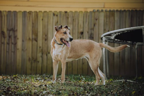 Συνελήφθη ημεδαπός στη Λέσβο, κατηγορούμενος για κακομεταχείριση ζώου