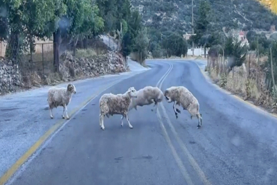 Κριάρια τσαμπουκάδες! (vid)