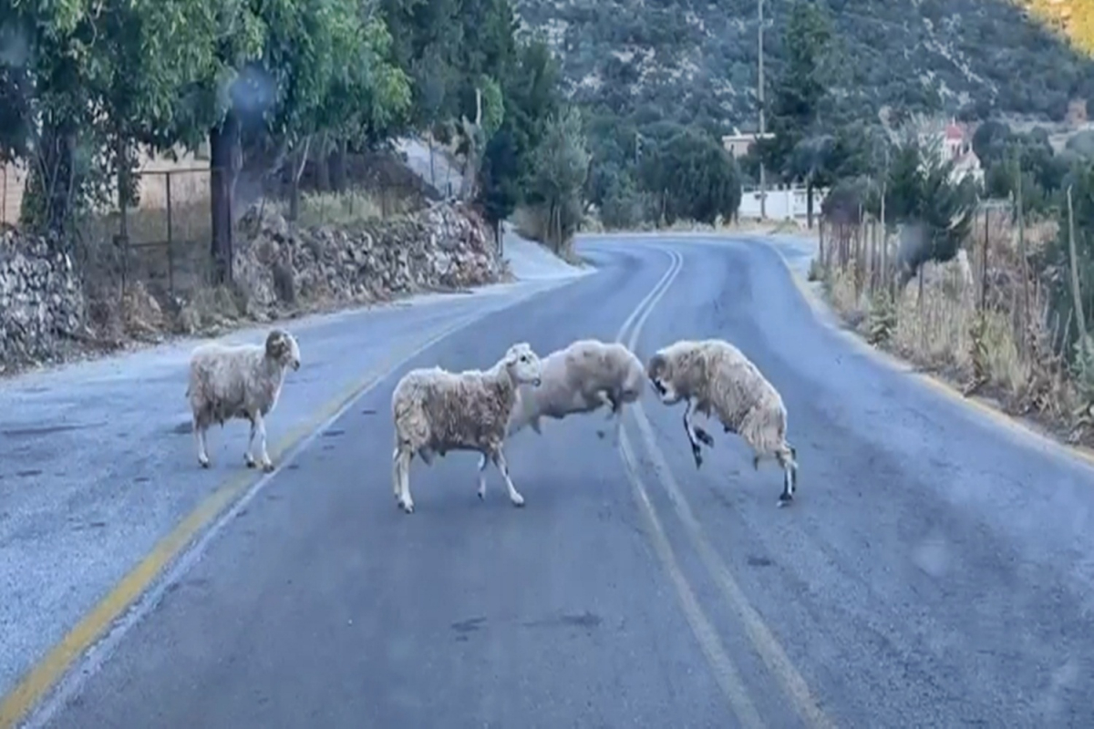 Κριάρια τσαμπουκάδες! (vid)