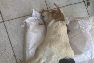 Λέσβος: Προσοχή Φόλες στην Αγιά Τριάδα Καλλονής - Δηλητηριάστηκαν 4 σκυλιά