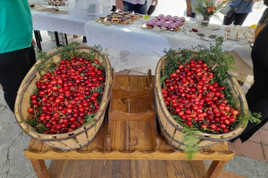 Χωρίς κεράσια – Ματαιώνεται η 7η γιορτή κερασιού στην Αγιάσο (VID)