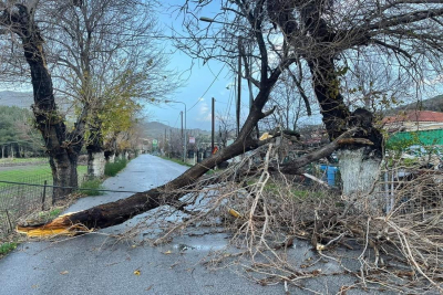 Λέσβος: Πτώσεις δέντρων εξαιτίας της κακοκαιρίας (pics)