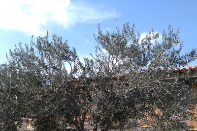 «Μεσογειακό τοπίο» Εργαστήρι για σχολικές ομάδες στο Μουσείο Βιομηχανικής Ελαιουργίας Λέσβου