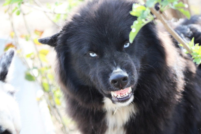 Λέσβος: Σκύλος ξέφυγε και επιτέθηκε, χειροπέδες στην ιδιοκτήτρια
