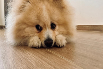 Σαφάρι Ελέγχων σε Μυτιλήνη, Τέλος στις Παραλείψεις για τα Ζώα Συντροφιάς