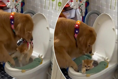 Ζηλιάρης σκύλος έριξε γάτα μέσα στην τουαλέτα – Επικό Βίντεο