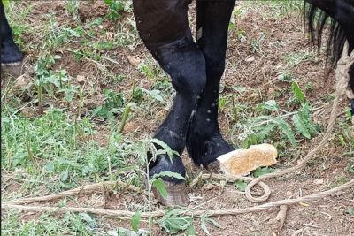 Λέσβος: Συνελήφθησαν γιατι είχαν αφήσει στο έλεος του Θεού κατσίκια και άλογο