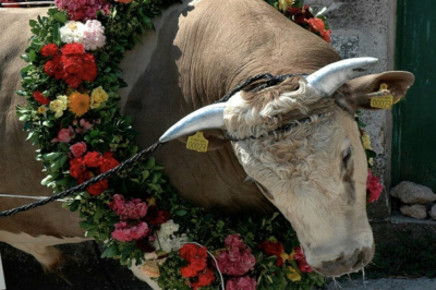 Λέσβος: «Σάλος» για το βάρβαρο έθιμο με την περιφορά και τη σφαγή του ταύρου