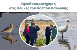 Ορνιθοπαρατήρηση στις Αλυκές του Κόλπου Καλλονής