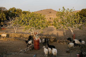 Λέσβος: Ο αφθώδης πυρετός και οι θανατώσεις ζώων απειλούν να χαθεί μια σπάνια ράτσα προβάτων