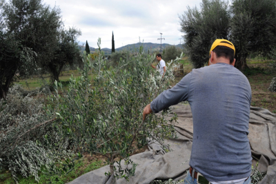 Επικήρυξε με 1.000 ευρώ τους ληστές που του έκλεψαν 36 σακιά με ελιές