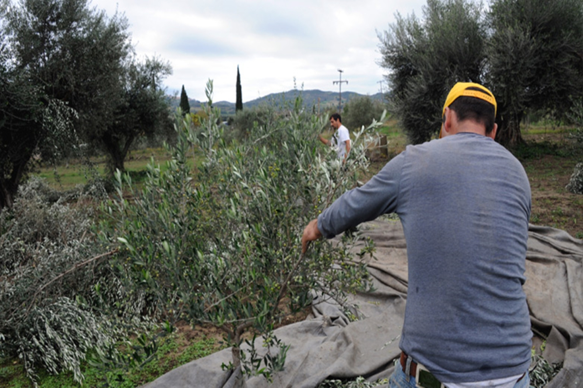 Επικήρυξε με 1.000 ευρώ τους ληστές που του έκλεψαν 36 σακιά με ελιές