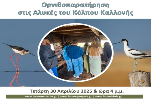 Ορνιθοπαρατήρηση στις Αλυκές του Κόλπου Καλλονής