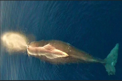Τεράστια φάλαινα φυσητήρας εντοπίστηκε ανάμεσα στη Χίο, την Ικαρία και τη Σάμο!