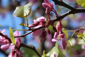 Η κουτσουπιά (Cercis siliquastrum) ή το δένδρο του Ιούδα