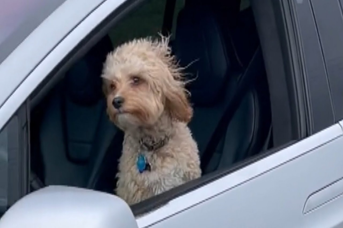 Tesla: Κι όμως… έβαλαν σκύλο να οδηγήσει με το Autopilot [ΒΙΝΤΕΟ]
