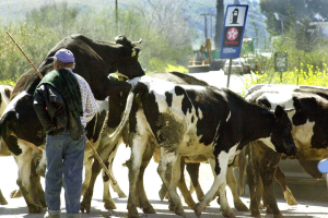 Αναστολή φορολογικών και ασφαλιστικών υποχρεώσεων και απαλλαγή από δημοτικά τέλη για πληγέντες από τον αφθώδη πυρετό – Στήριξη και στους τυροκόμους της Λέσβου