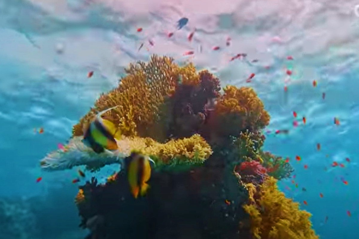 Το κρυμμένο κοράλλι της Μεσογείου λίγα μόλις μίλια από την Ικαρία έως τους Φούρνους (vid)