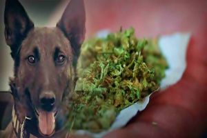 ΧΙΟΣ: Ο σκύλος του λιμενικού ...τον έκαψε, μύρισε να ναρκωτικά