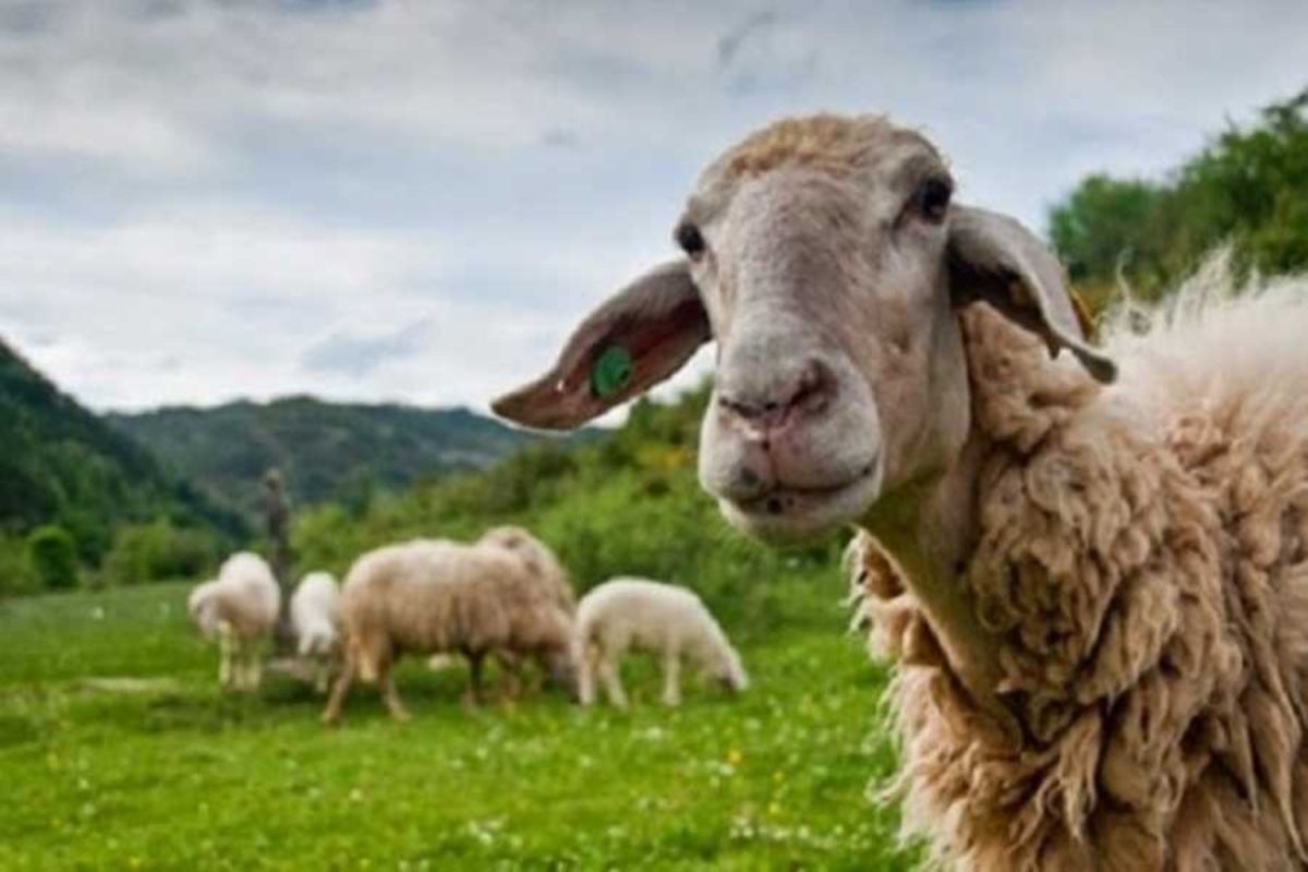 Συνεχίζονται οι έλεγχοι για τον αφθώδη πυρετό στη Λέσβο – Τα στατιστικά μέχρι τώρα