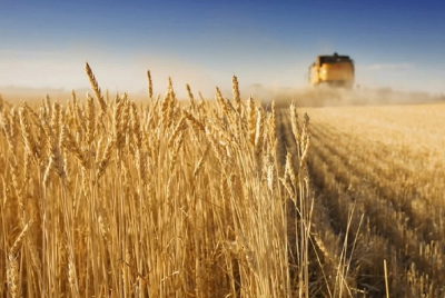 Νέες πιέσεις στις τιμές των αγροτικών προϊόντων: Ανοδικές οι τάσεις σε σιτάρι, καλαμπόκι, ζάχαρη και ρύζι
