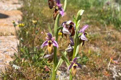 Ορχιδέα της Λέσβου: Η Ophrys lesbis άρχισε να ανθίζει στο Απολιθωμένο Δάσος