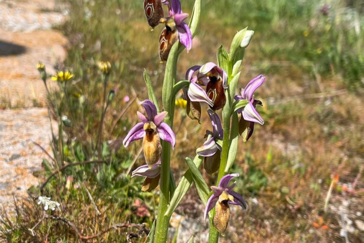 Ορχιδέα της Λέσβου: Η Ophrys lesbis άρχισε να ανθίζει στο Απολιθωμένο Δάσος