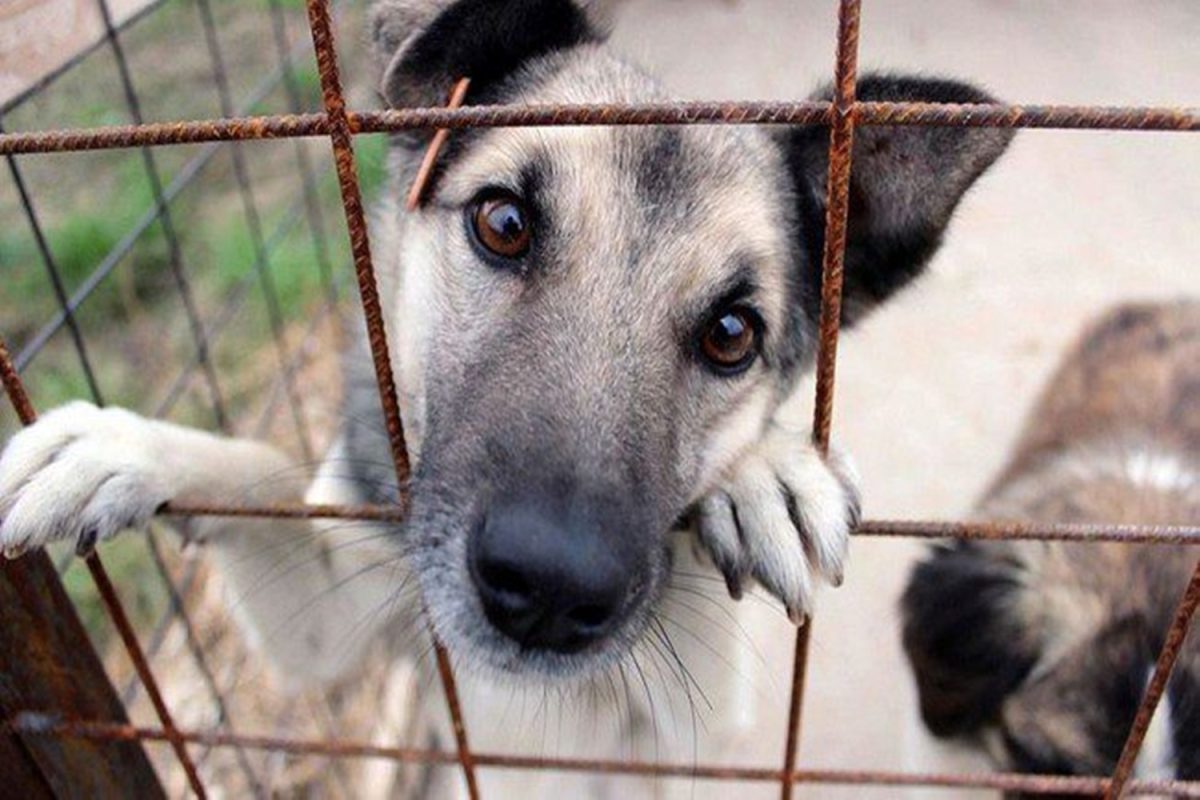 Σάμος: Αυτόφωρο και πρόστιμα για παραβάσεις νομοθεσίας ευζωίας σκύλων