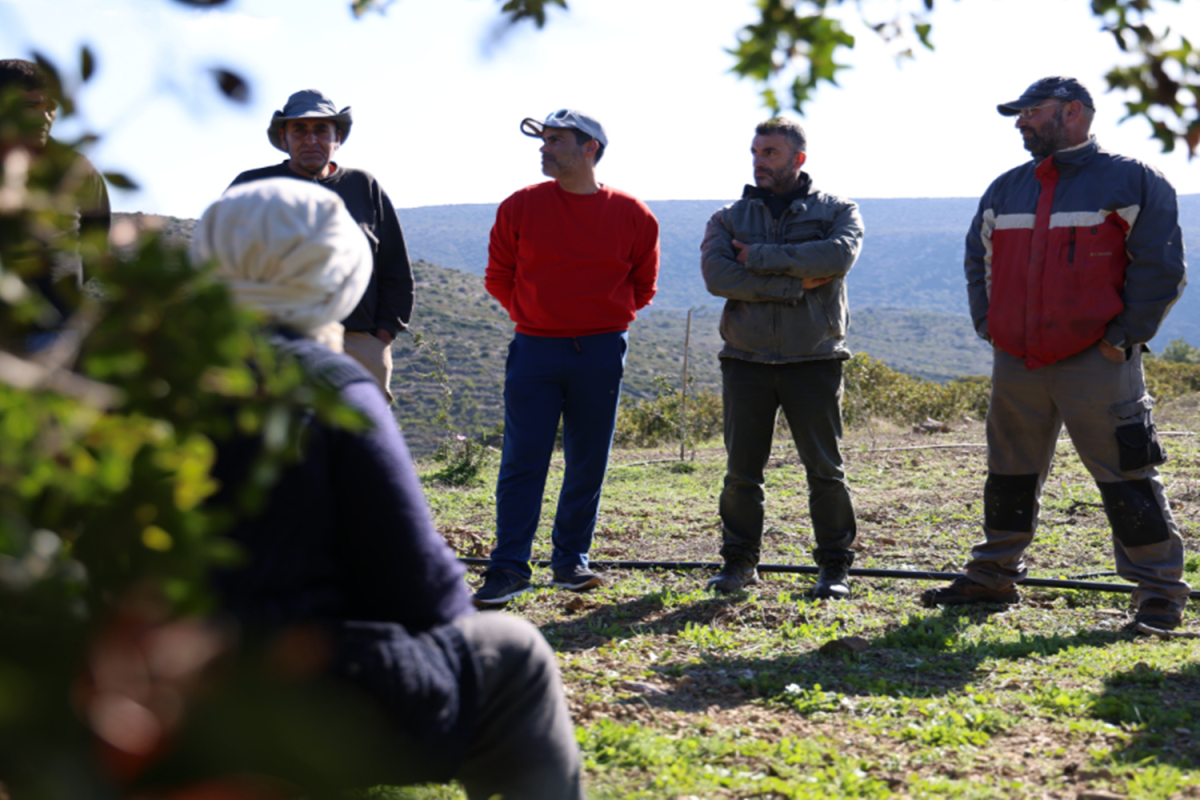 Ξεκινούν τα μαθήματα για τα μαστιχόδεντρα με στόχο βιώσιμη καλλιέργεια και στήριξη παραγωγών Χίου τοπικών