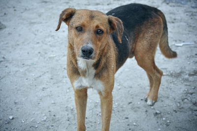 Δωρεάν στειρώσεις και ηλεκτρονική καταγραφή αδέσποτων σκύλων απο τον Δήμο Ανατολικής Σάμου