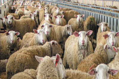 Η ευλογιά των αιγοπροβάτων: Ένα πρόβλημα που απειλεί την ελληνική κτηνοτροφία