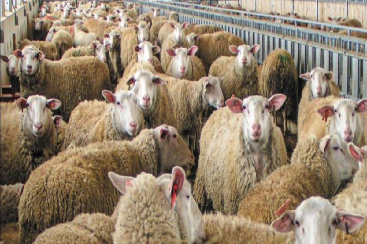 Η ευλογιά των αιγοπροβάτων: Ένα πρόβλημα που απειλεί την ελληνική κτηνοτροφία