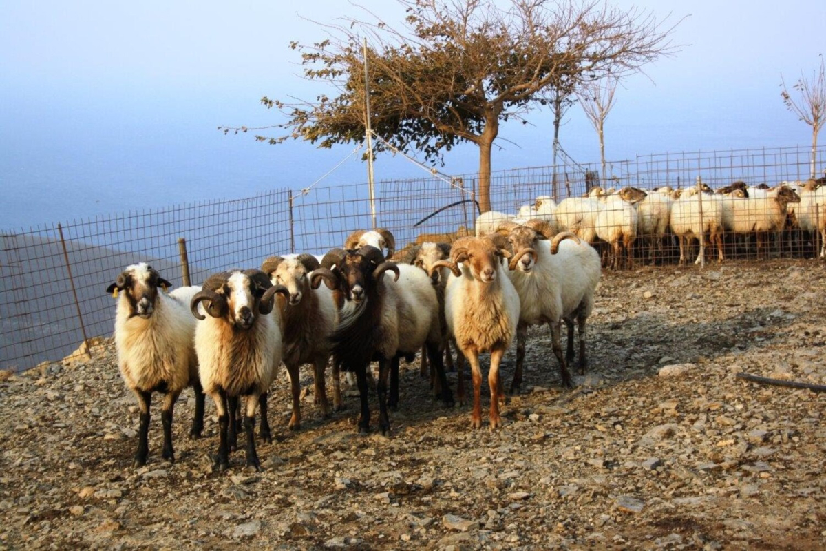 Αναγνώριση της φυλής προβάτου «Ορεινό Λήμνου»